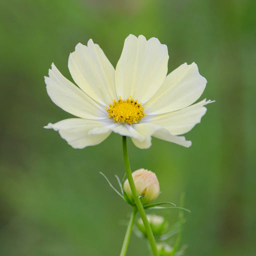 White Cosmos Flower Seeds for Planting – Heirloom Non-GMO High Germination Seeds