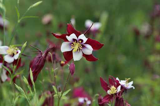 Maroon White Aquilegia Louisiana Flower Seeds – Heirloom, Non-GMO Seeds