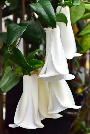 Lapageria Rosea Flower Seeds White – Heirloom, Non-GMO, High Germination Seeds