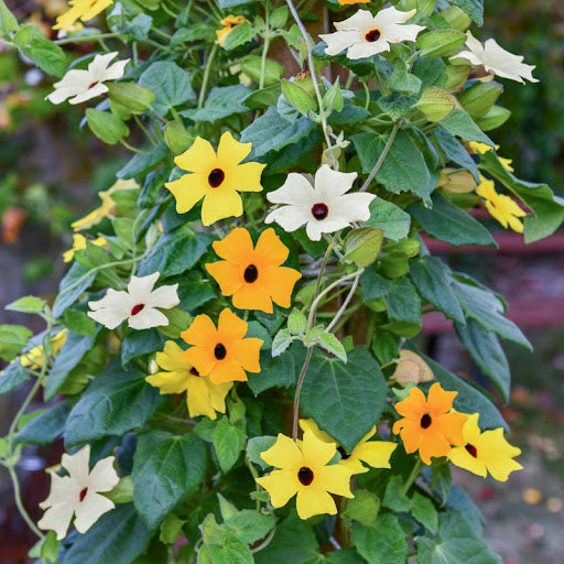 Thunbergia-Blumen-Samen-Mischung, alte Sorte, Non-GMO, hohe Keimrate, Bio-Gartensamen zum Pflanzen