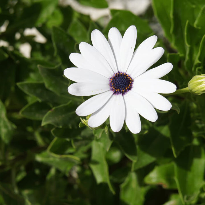 Semillas de flores de Dimorphotheca blancas – Cimarrón, sin OMG, semillas de alta germinación