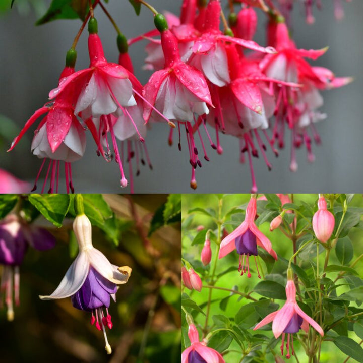 Fuchsia Flower Seeds Mixed – Heirloom, Non-GMO, High Germination Garden Seeds