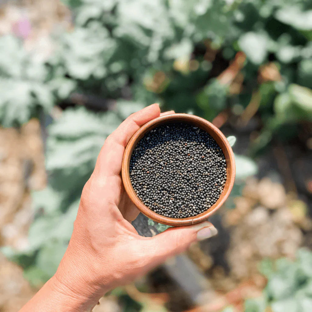 Kale Plant herb seeds