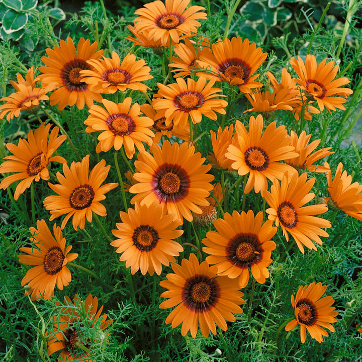 Orangene Ursinia-Blumensamen – Alte Sorte, gentechnikfrei, hohe Keimfähigkeit, Bio-Gartensamen zum Pflanzen