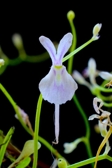 Utricularia Sandersonii Flower Seeds for Planting – Heirloom, Non-GMO, High Germination