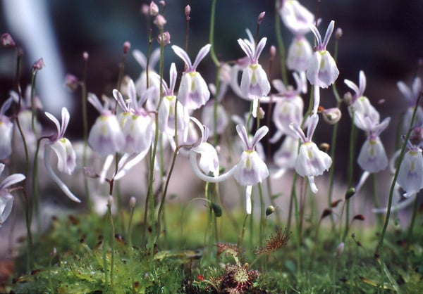 White Calceolaria Uniflora Flower Seeds – Heirloom Non-GMO High Germination Organic Garden
