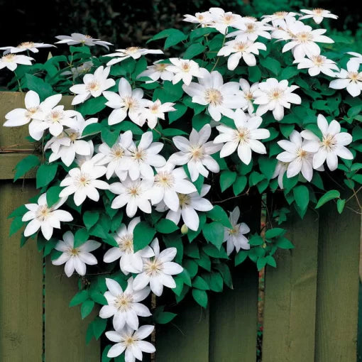 white henryi flower seeds
