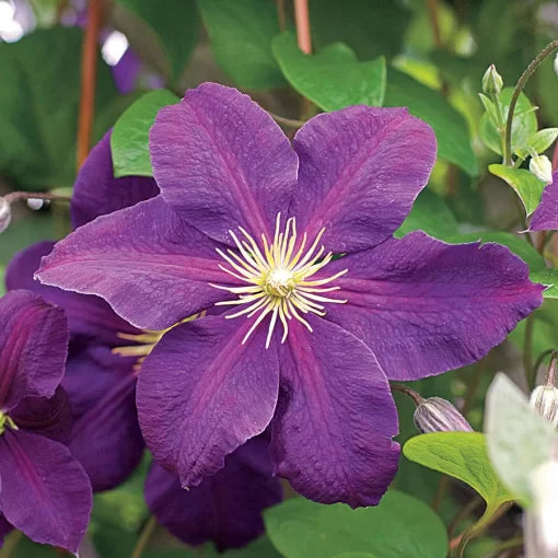 purple jackmanii flower seeds