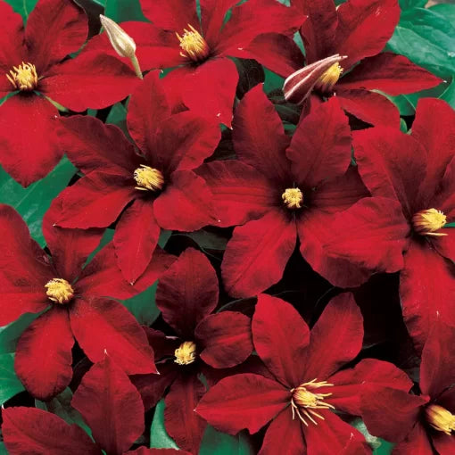 red niobe flower seeds