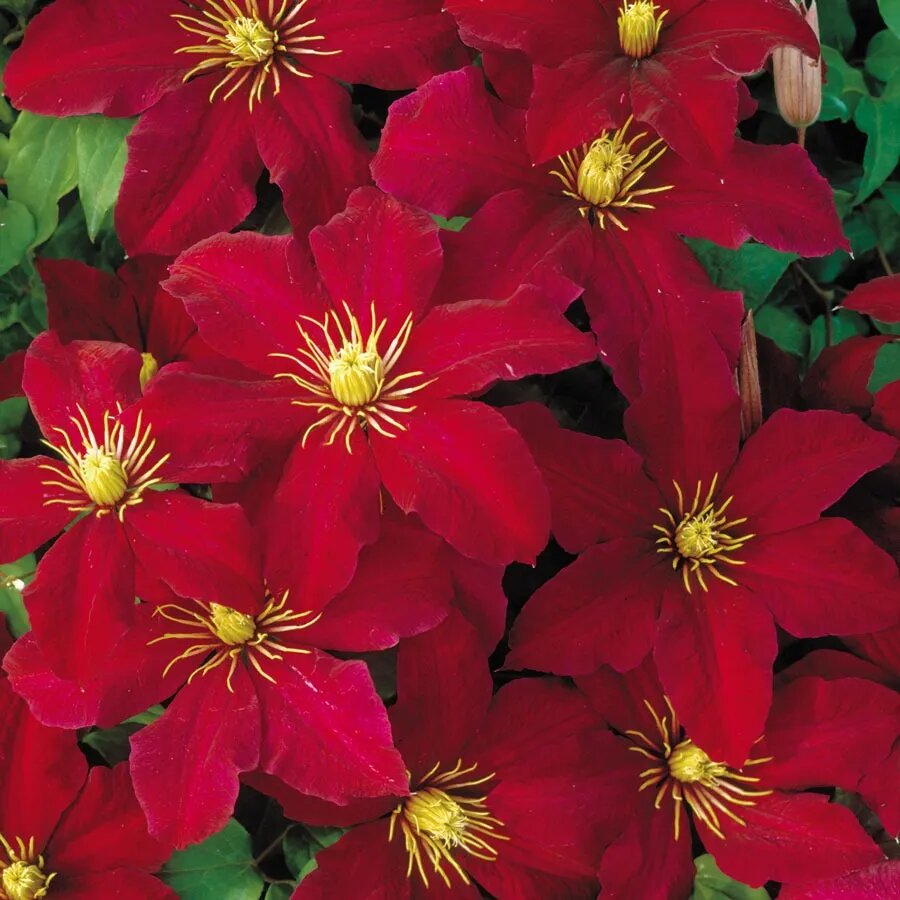 Red Clematis Flowers Seeds for Planting – Heirloom Non-GMO High Germination Seeds