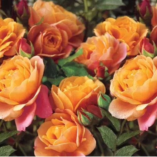 orange pink flower seeds