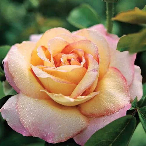 yellow pink flower seeds