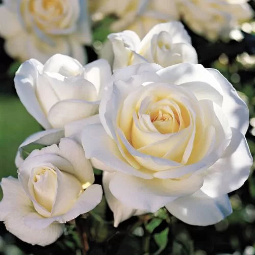 cream white flower seeds