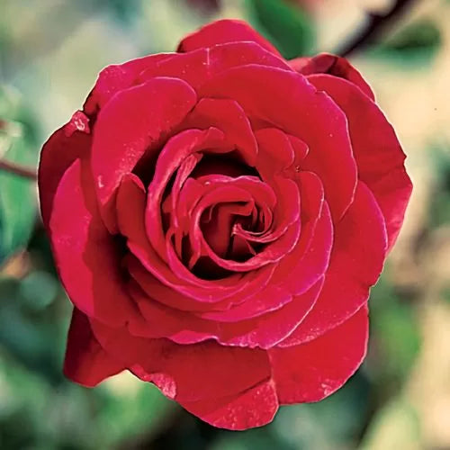 red don flower seeds