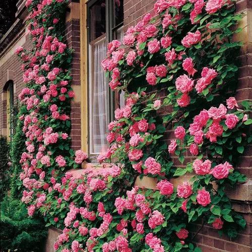 pink zephirine flower seeds