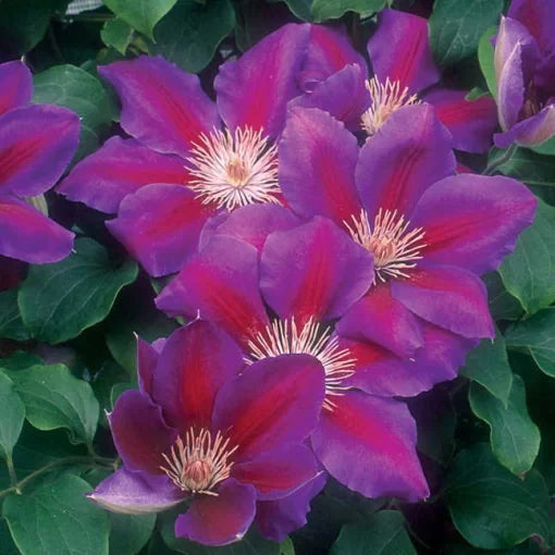 anna louise flower seeds