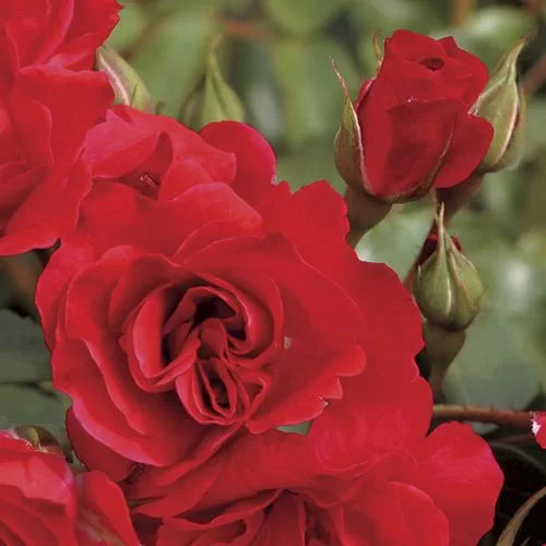 red crush flower seeds