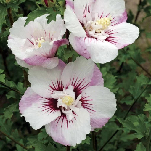 rose of flower seeds