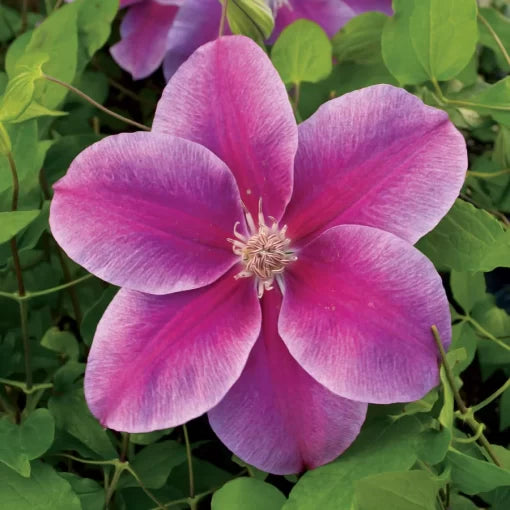 kilian donahue flower seeds