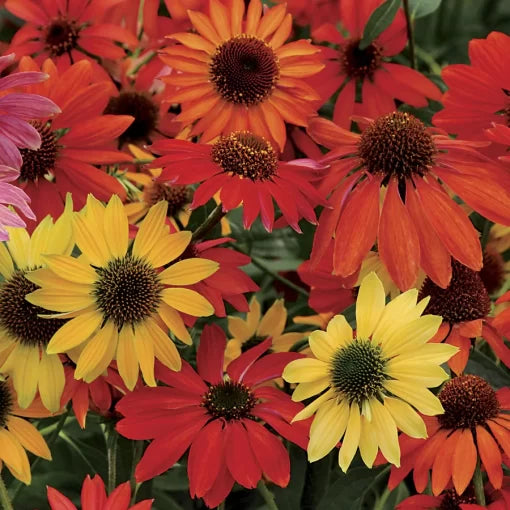 echinacea cheyenne flower seeds