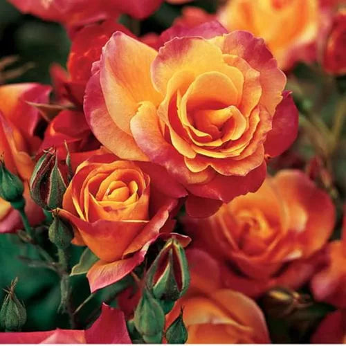 josephs coat flower seeds