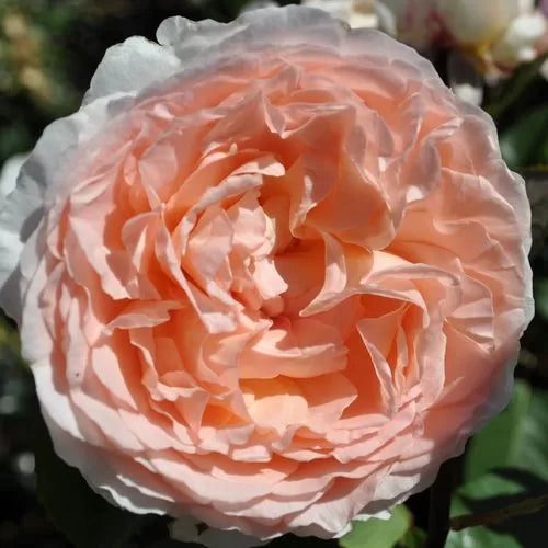bliss parfuma flower seeds