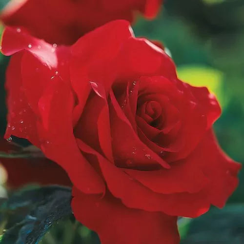 red opening flower seeds
