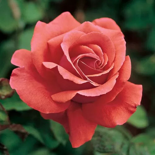 fragrant cloud flower seeds