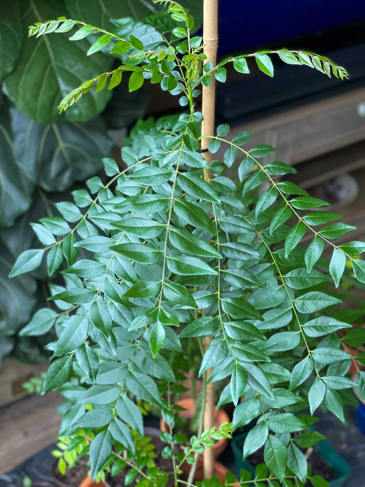 Curry Leaf Seeds for Planting – Heirloom Non-GMO, High Germination Organic Garden Seeds