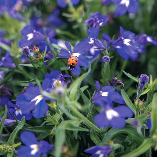 blue blue flower seeds