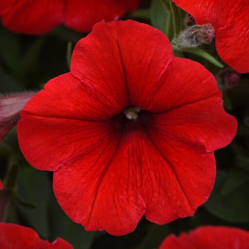 red red flower seeds