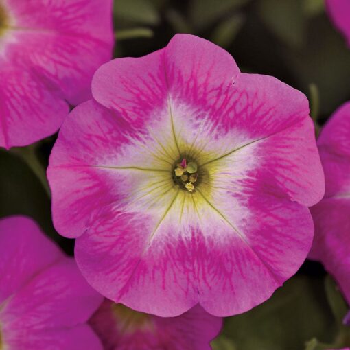 pink rose flower seeds