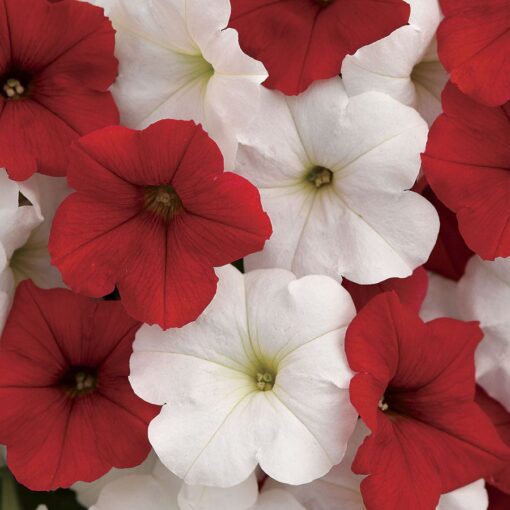 pink white flower seeds