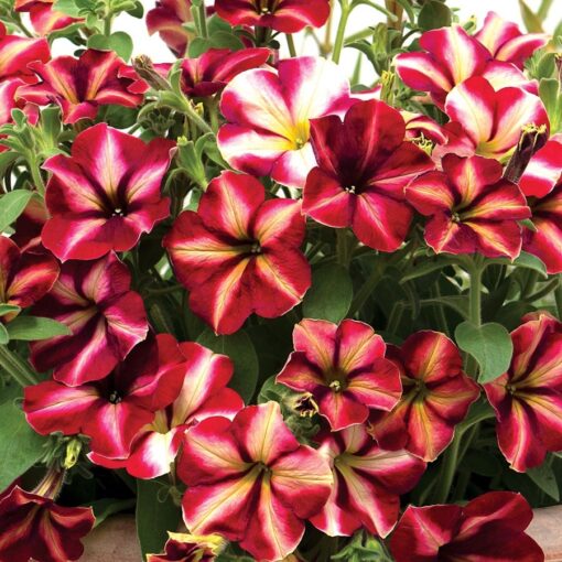 star petunia flower seeds