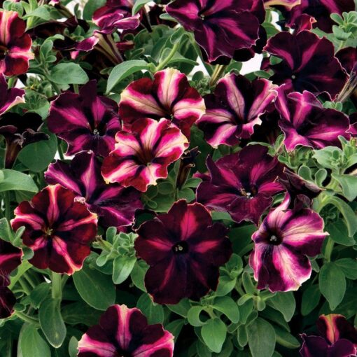 white moonlight flower seeds