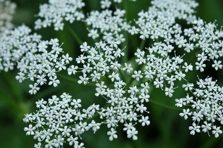 Aegopodium Flower Seeds White for Planting – Heirloom Non-GMO High Germination Organic Garden Seeds