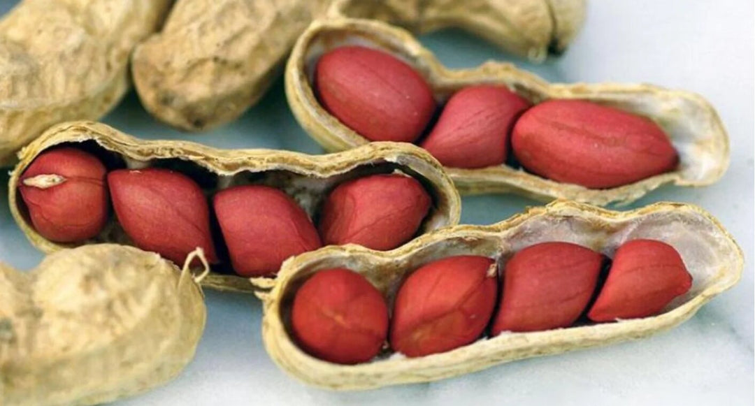 Valencia Peanuts Seeds – Heirloom, Non-GMO, High Germination, Organic Garden Seeds
