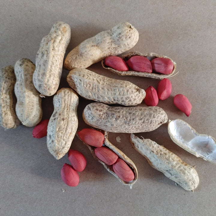 Valencia Peanuts Seeds – Heirloom, Non-GMO, High Germination, Organic Garden Seeds
