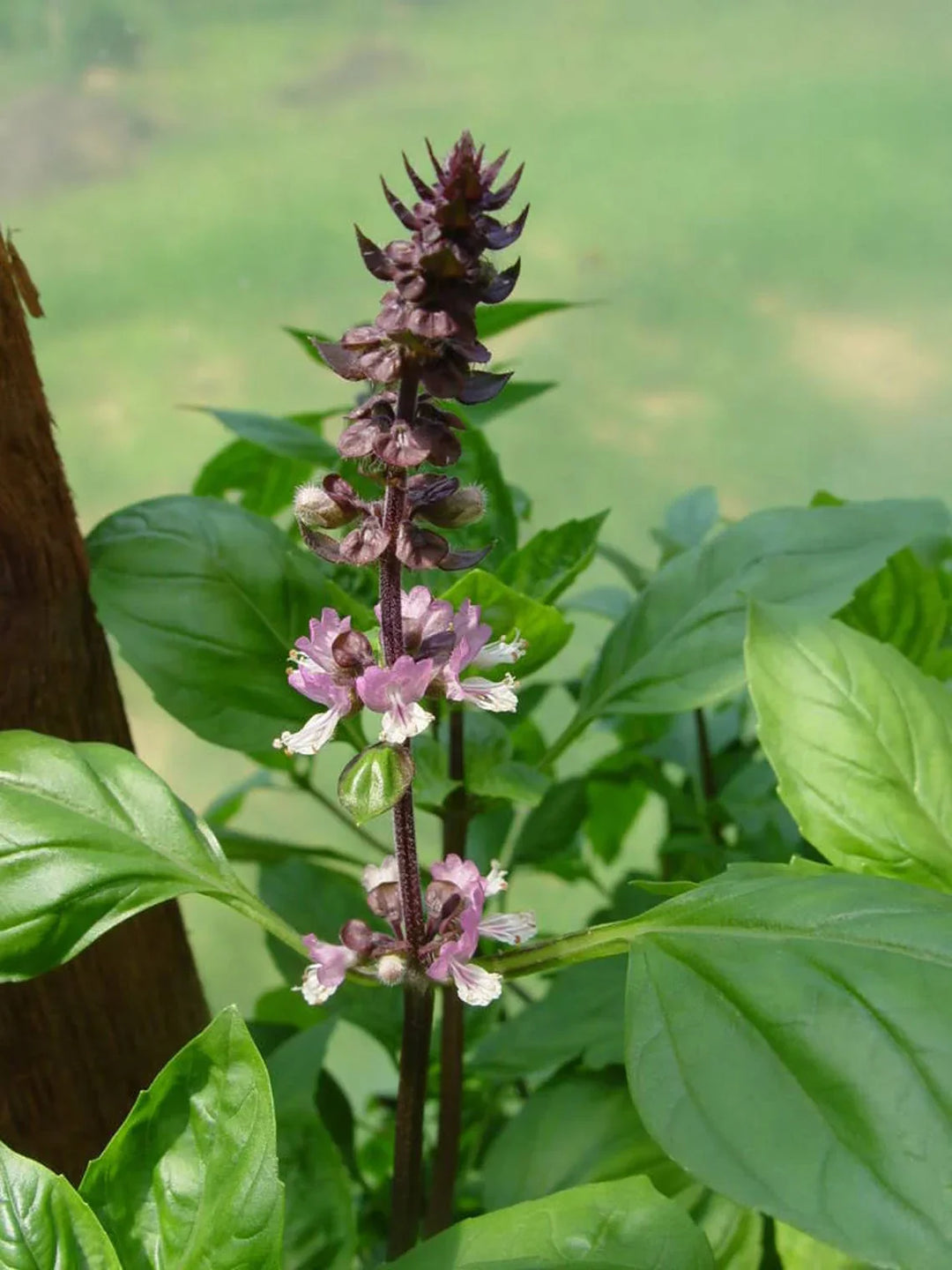 Thai Holy herb seeds