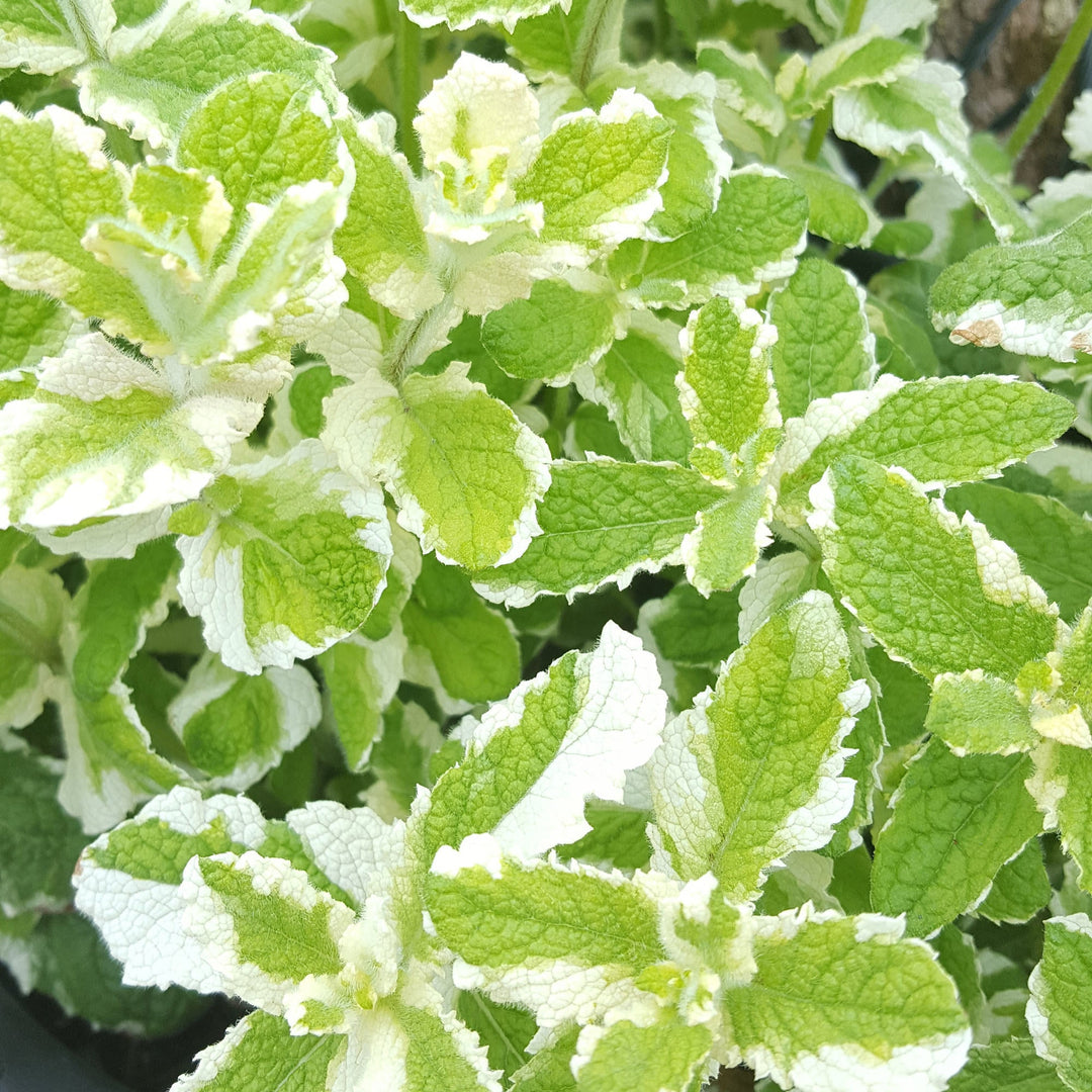 Variegated Pineapple herb seeds