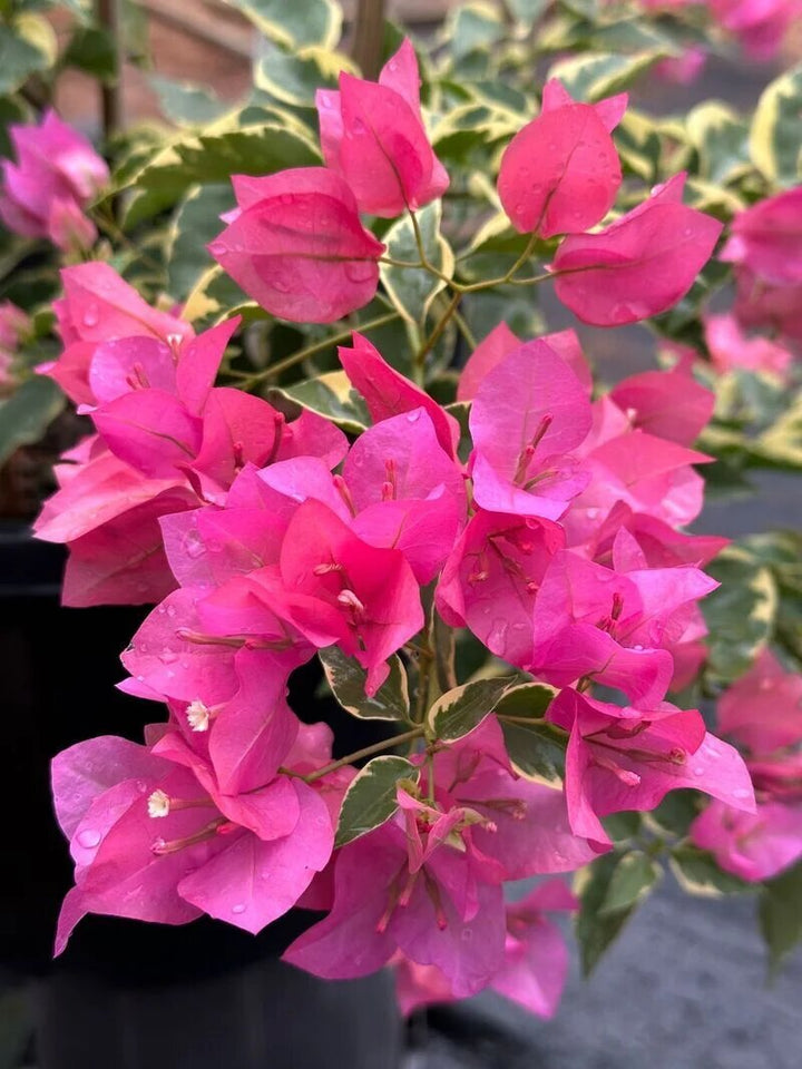 Pink Bougainvillea Flower Seeds – Heirloom, Non-GMO, High Germination Organic Garden Seeds