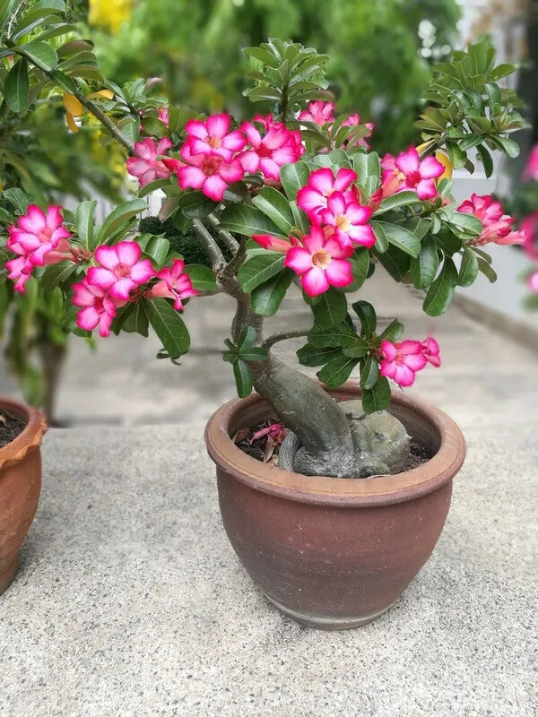 White Pink Adenium Obesum Flower Seeds Heirloom Non-GMO High Germination Organic Garden Seeds for Planting