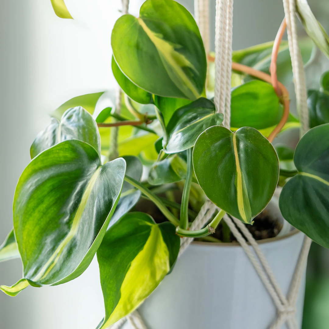 Green Philodendron herb seeds