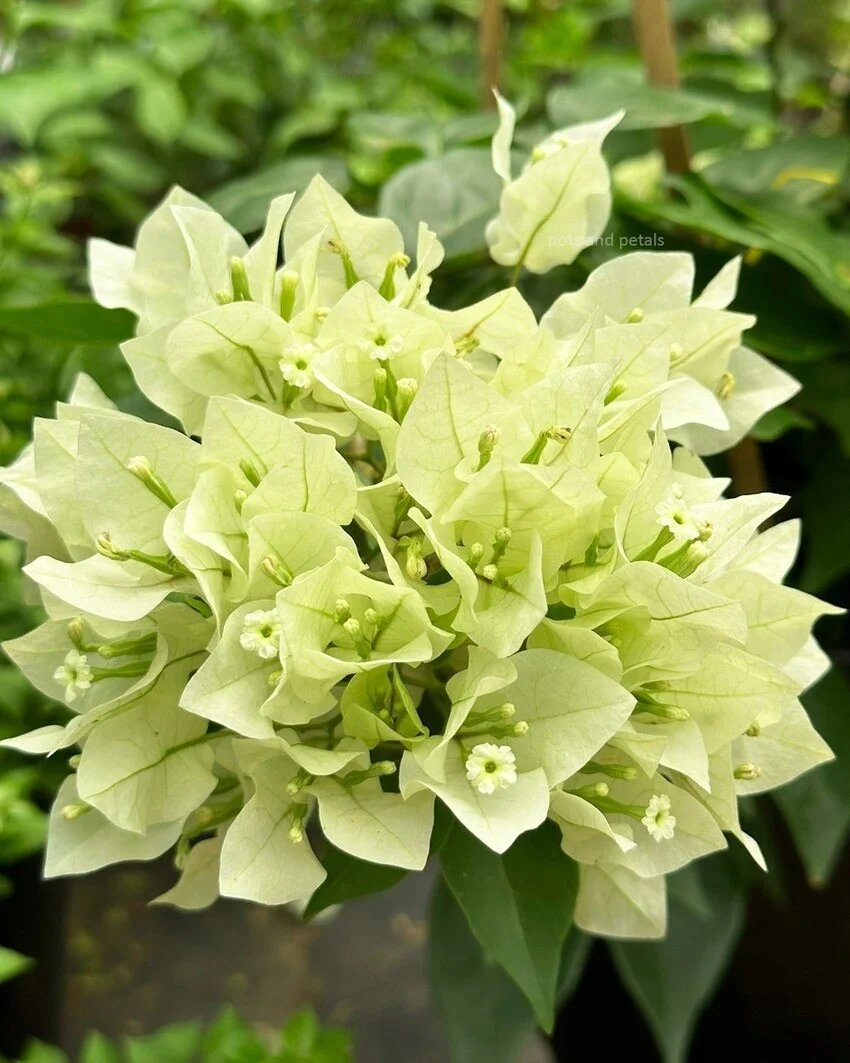 Bougainvillea Flower Seeds Green – Heirloom Non-GMO High Germination Seeds