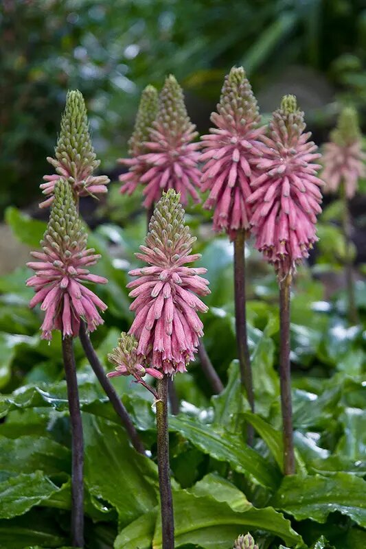 Pink Kniphofia Flower Seeds – Heirloom, Non-GMO, High Germination Seeds