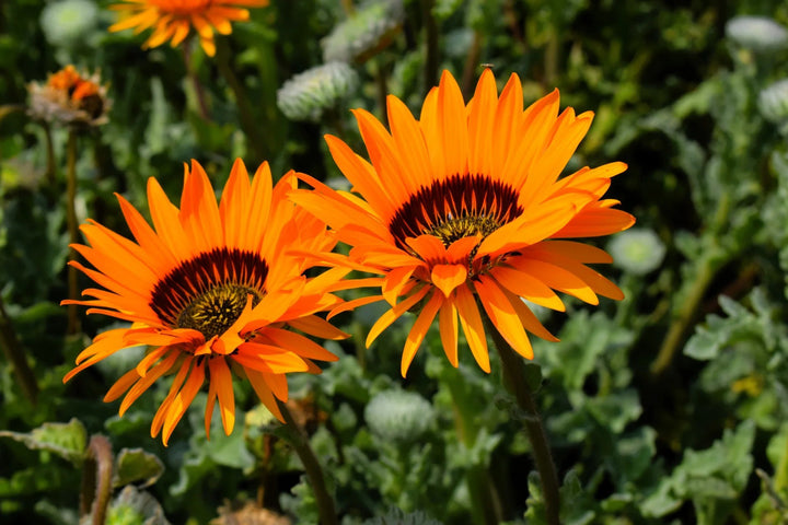 Orange Fastuosum Flower Seeds – Heirloom, Non-GMO, High Germination Seeds