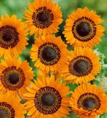orange venidium flower seeds