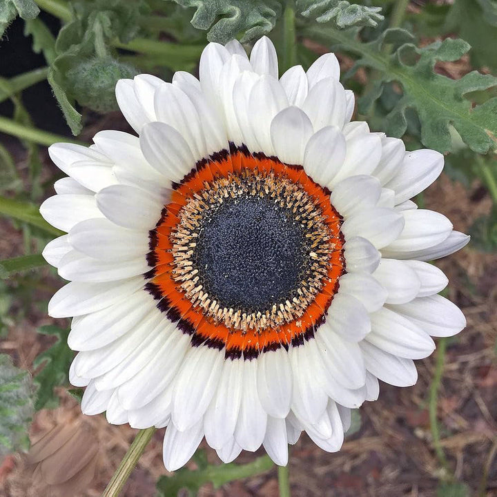 White Venidium Flower Seeds – Heirloom, Non-GMO, High Germination Organic Seeds
