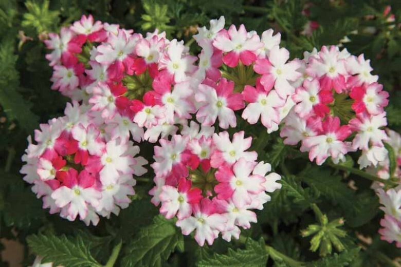 White Pink Verbena Flower Seeds – Heirloom Non-GMO High Germination Organic Garden Seeds