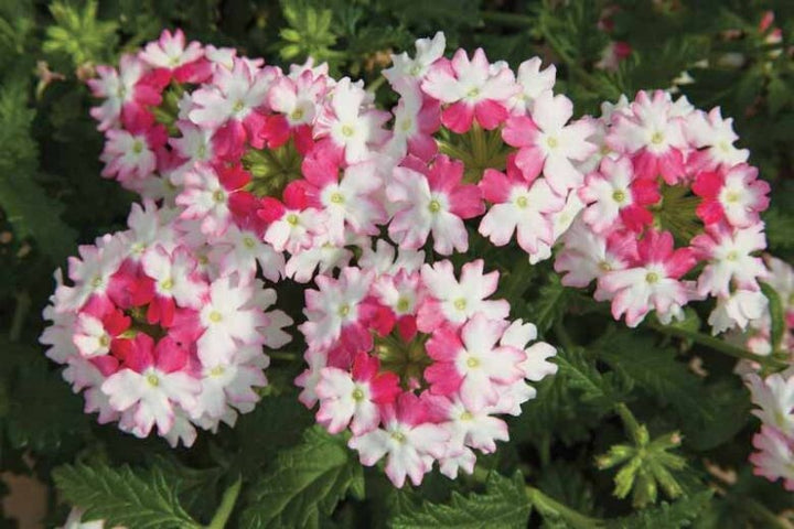 White Pink Verbena Flower Seeds – Heirloom Non-GMO High Germination Organic Garden Seeds